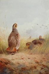 Trois perdrix anglaises, 1910